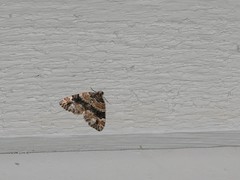 Xanthorhoe ferrugata