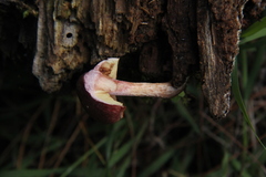 Gymnopilus subpurpuratus