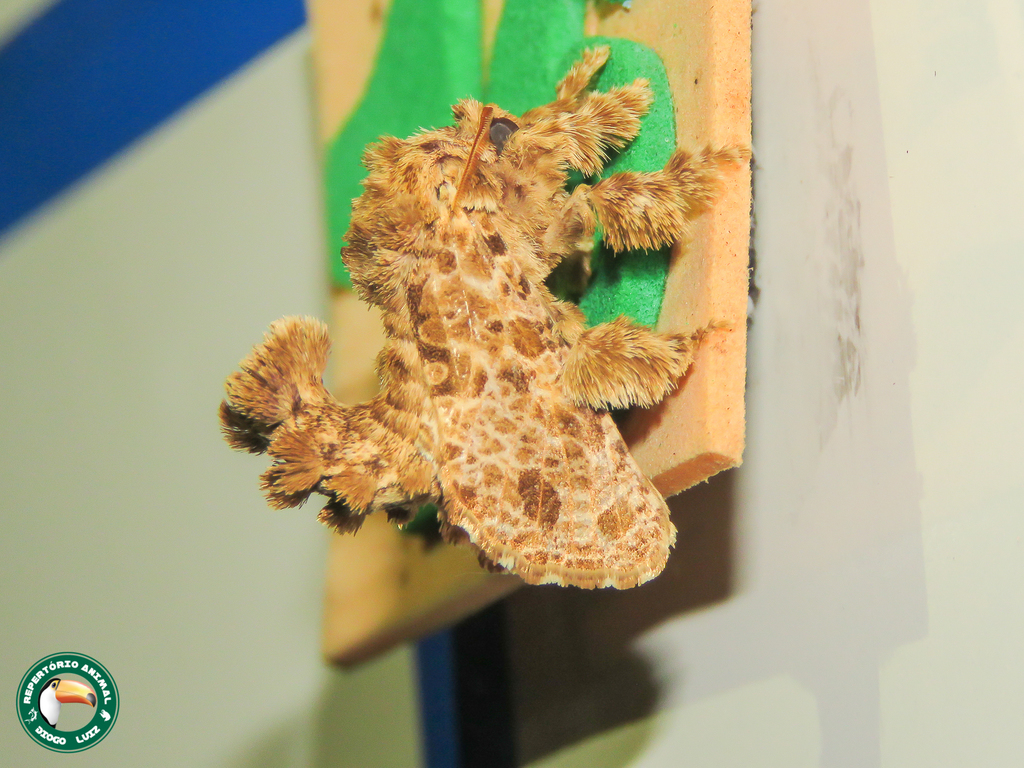 Dolecta macrochir