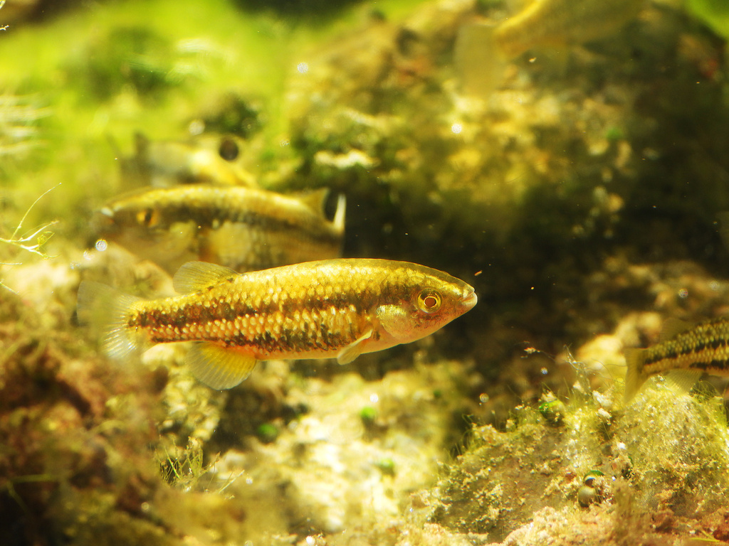 Hiko White River springfish (Crenichthys baileyi) — Goodeidae