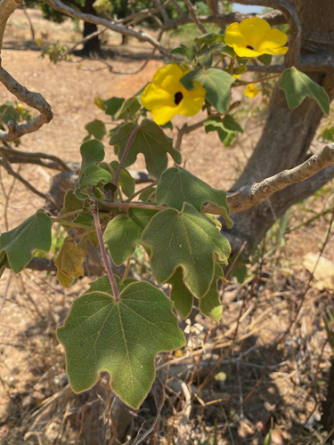 Uncarina peltata