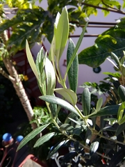 Olea europaea