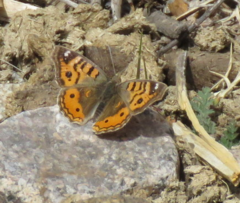 Junonia vestina livia