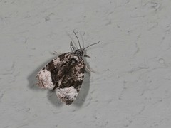 Apotomis capreana