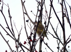 Chloris chloris