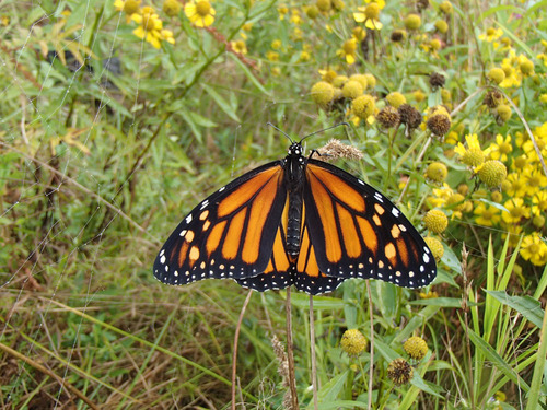 Monarch photographed in West Virginia