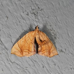 Eulithis diversilineata