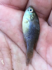 Lepomis cyanellus