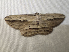 Euphronarcha luxaria