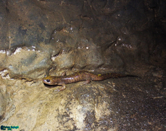 Paradactylodon persicus