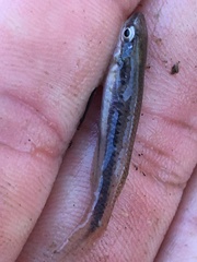 Fundulus olivaceus