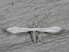 Hellinsia homodactylus