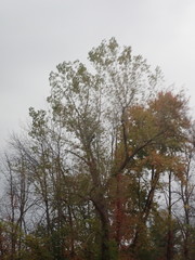 Populus deltoides deltoides