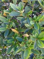 Rhododendron indicum