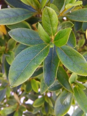 Rhododendron indicum
