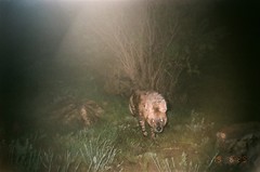 Hyaena hyaena