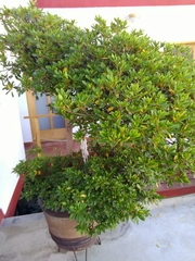 Rhododendron indicum