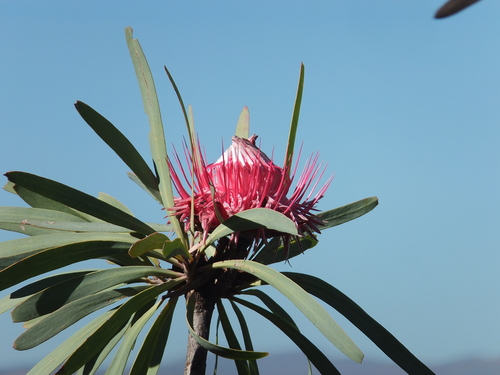 Barberton Sugarbush (Protea curvata)