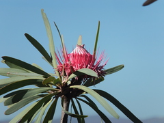 Protea curvata