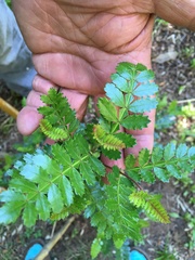 Weinmannia trichosperma