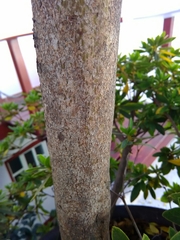 Rhododendron indicum