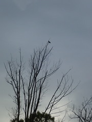 Corvus brachyrhynchos brachyrhynchos
