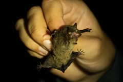 Myotis riparius