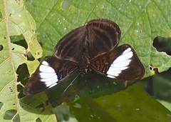Adelpha epione