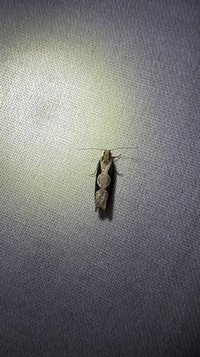 Diamondback Epinotia Moth (Epinotia lindana)