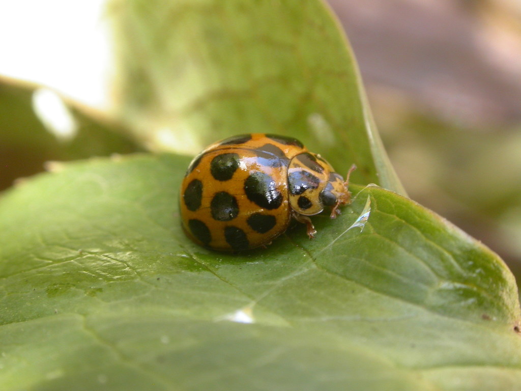Large Spotted Ladybird