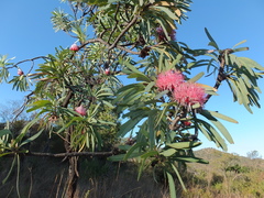 Protea curvata