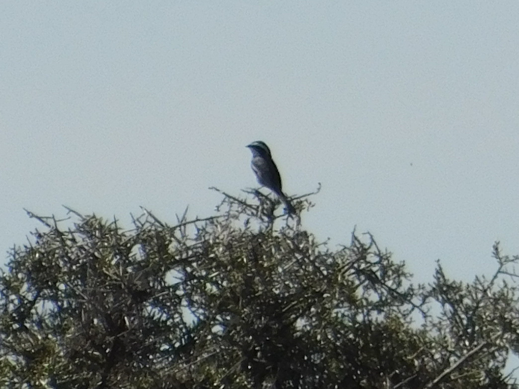 Ringed Warbling Finch (Microspingus torquatus), photo 9