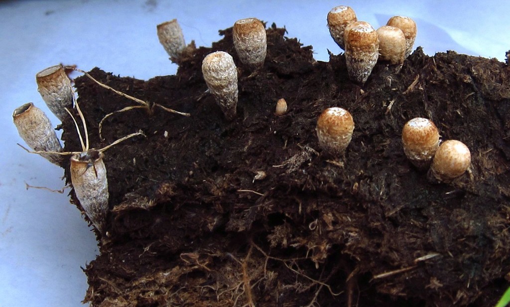 Cyathus fimicola