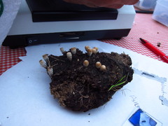 Cyathus fimicola
