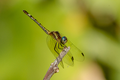 Micrathyria hypodidyma