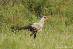 Sagittarius serpentarius