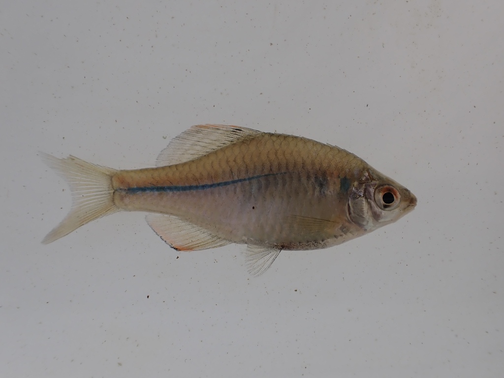 Kyushu bitterling (Rhodeus atremius) — Cyprinidae
