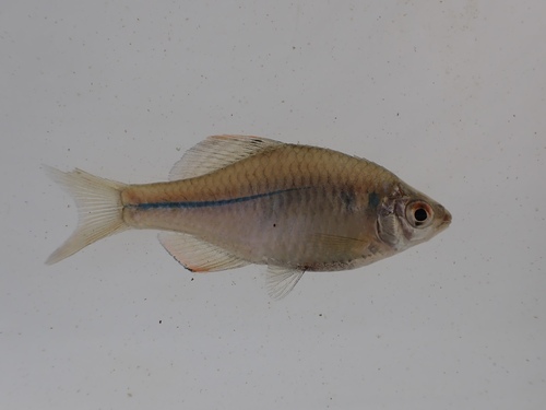 Japanse bittervoorn (Rhodeus atremius) — Cyprinidae