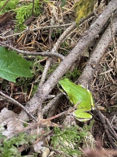 Pacific Tree Frog