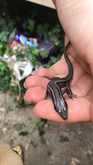 Trunk-climbing Cool-skink