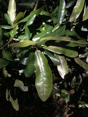 Aextoxicon punctatum