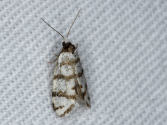 Lepidoscia cataphracta