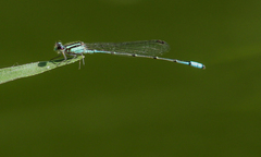 Acanthagrion lancea