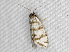 Lepidoscia cataphracta