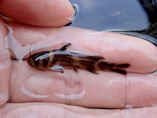 Japanese bagrid catfish (Pseudobagrus aurantiacus) — Bagridae