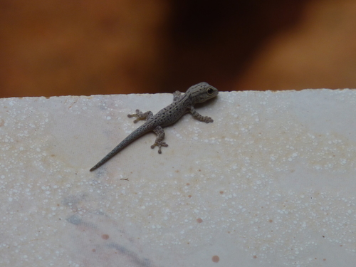 Thick Tail Gecko (Phelsuma mutabilis)