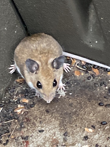 iNaturalist observation photo of Western Deer Mouse