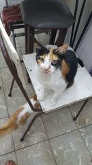 Felis catus