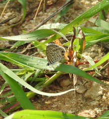 Leptotes cassius cassidula