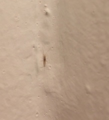 Zygentoma